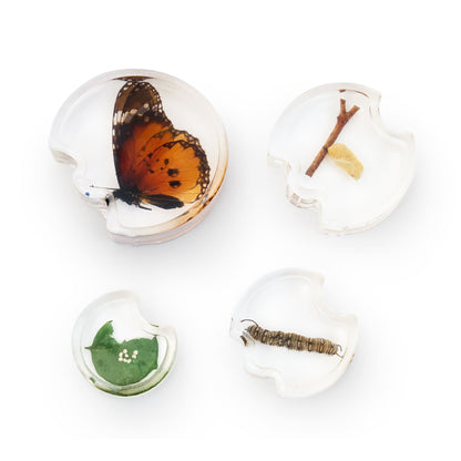 301320 Specimen Life Cycle Puzzles Butterfly Silo 2 | Butterfly