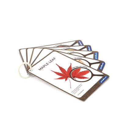 G4502 Specimen Stones Plants Card | Plants