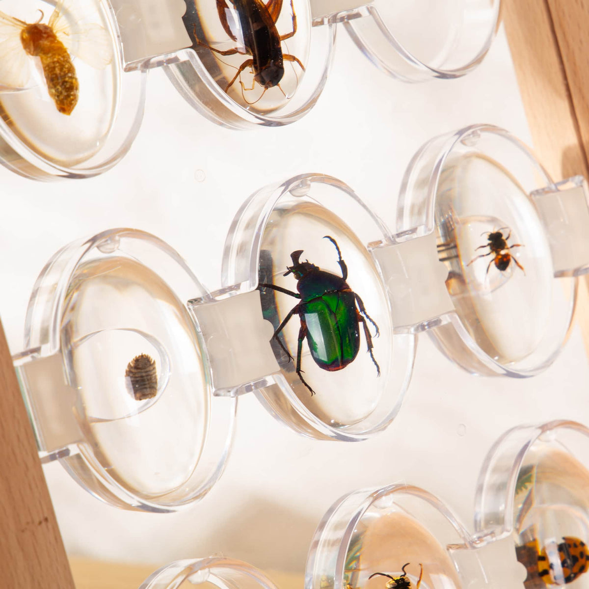 G4503 Specimen Stand Bugs set Env 4 | Bugs